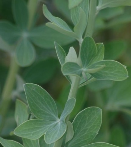 小檗(学名 i>berberis temolaica/i ahrendt)是小檗科小檗属植物