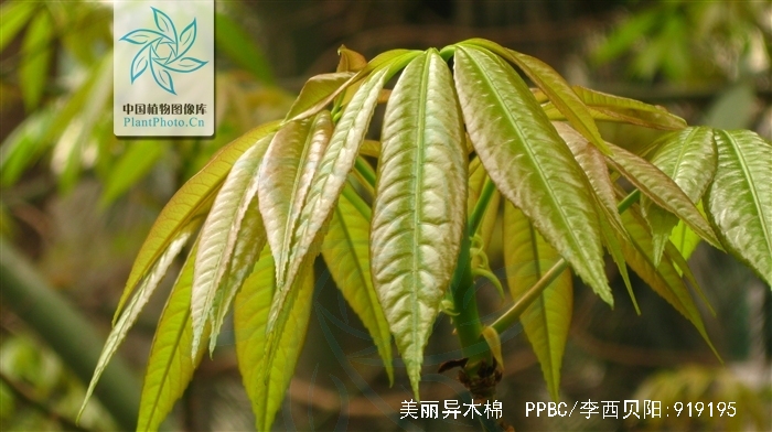 美丽异木棉