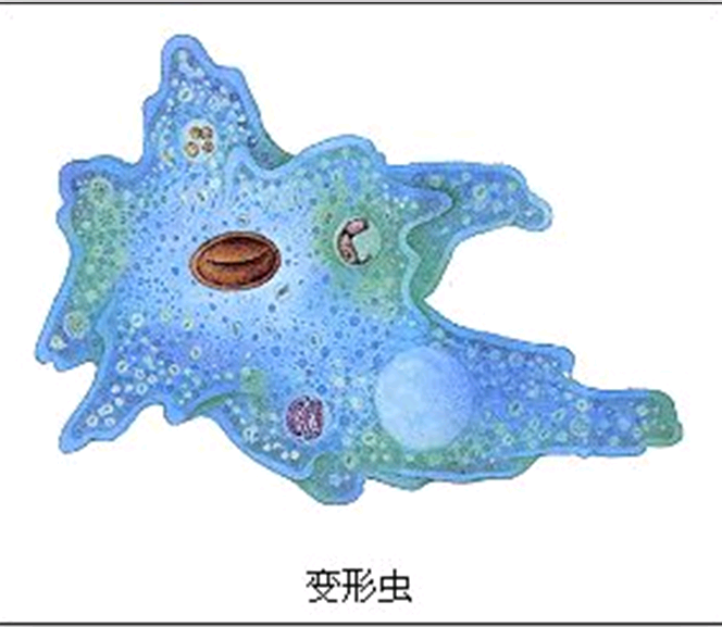 p>变形虫 a href data-lemmaid"1398395>真核生物/a,又音译