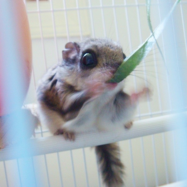 小飞鼠
