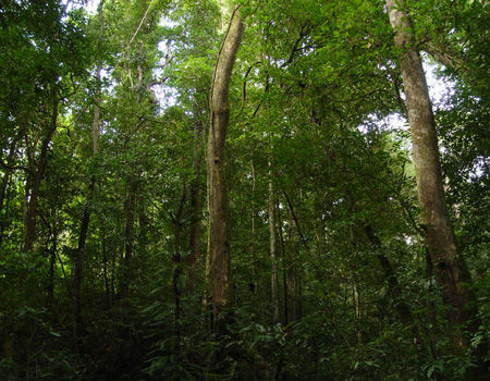 龙脑香树 全网资源