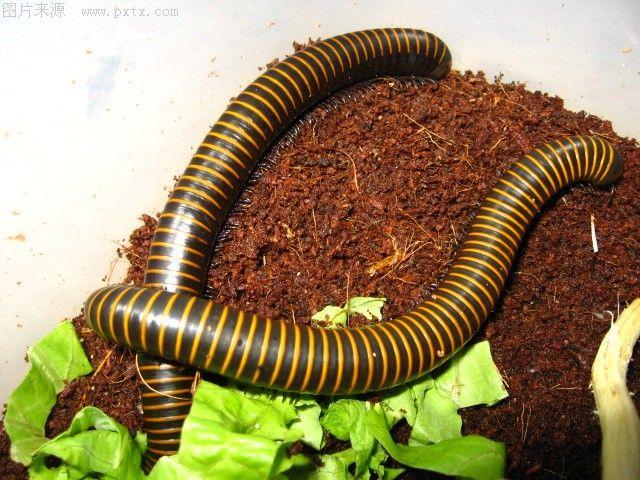  p></p></a>马陆(millipede)也叫 a href=