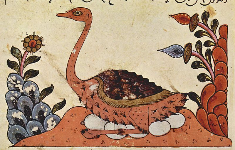 p>阿拉伯鸵鸟(arabian ostrich,或曰中东鸵鸟(middle eastern