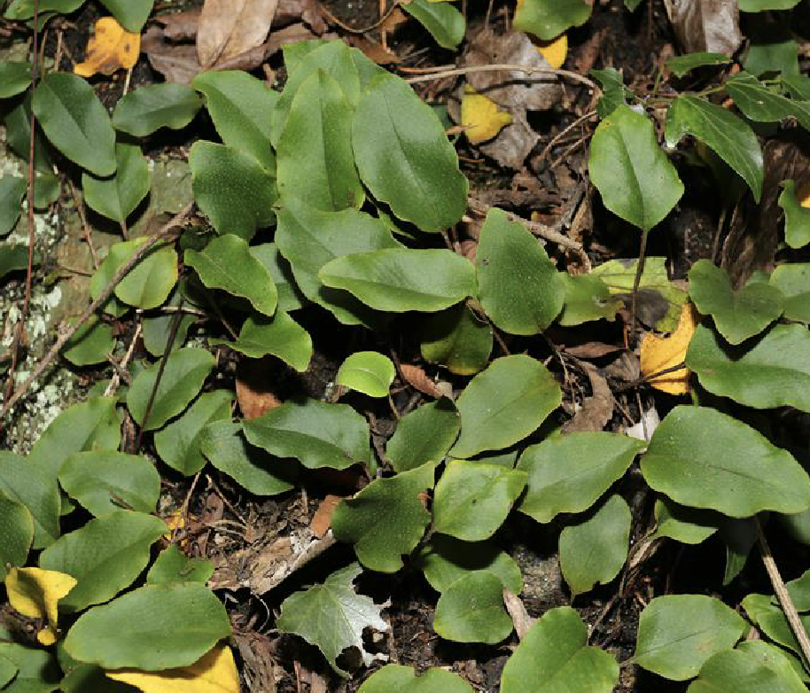 i>pyrrosia petiolosa/i(christ ching)是水龙骨科石韦属植物