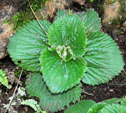 为苦苣苔科植物猫耳朵 i>boea hygrometrica  /i>(bunge) r. br.