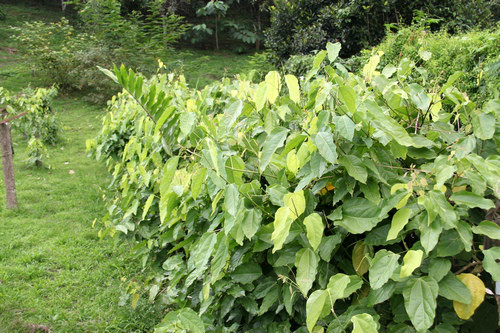 erythropalum scandens bl.