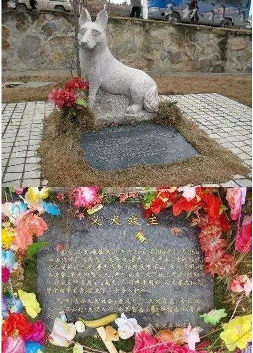 /p p>付师傅养了一条狗叫"赛虎,一天同一单位的刘师傅买了点狗肉