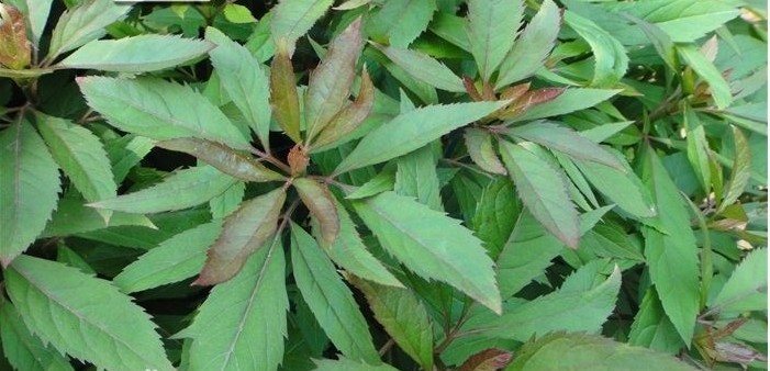蕙灵草