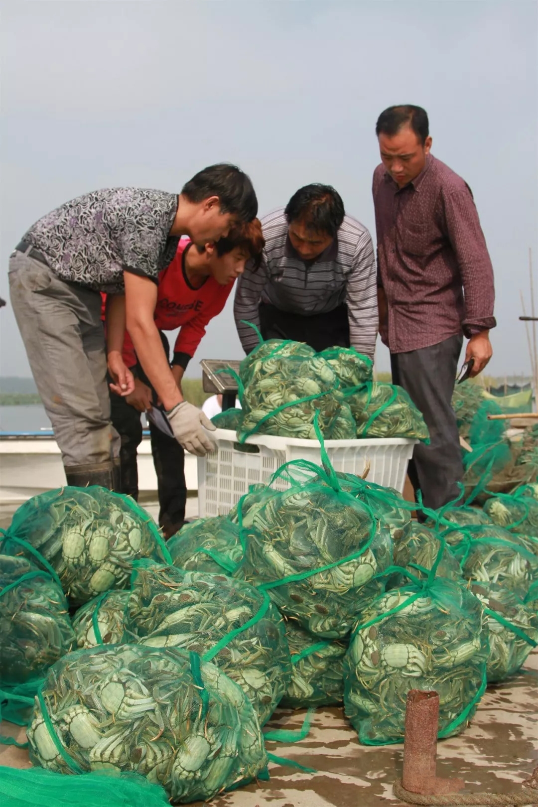 微山湖大闸蟹