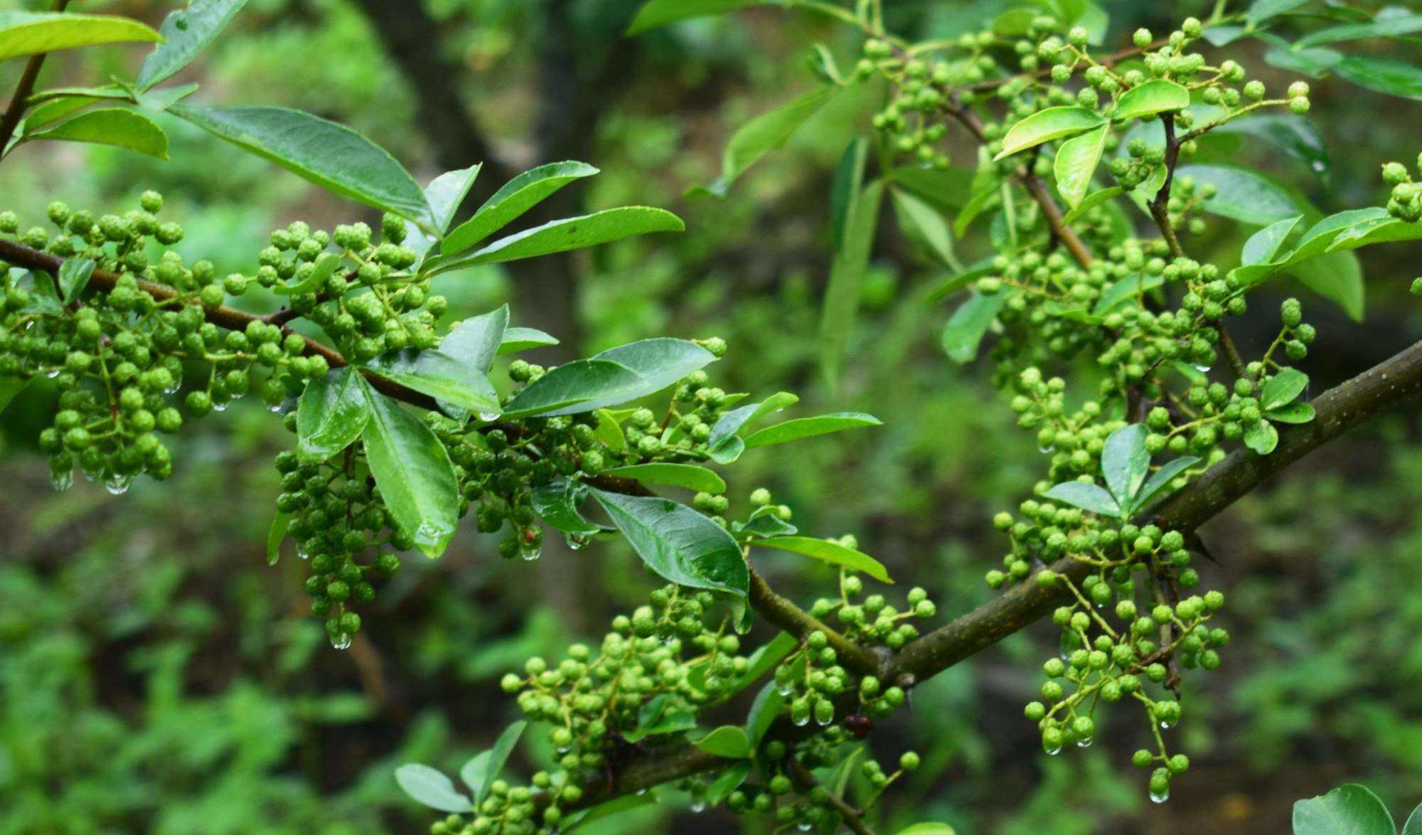 三藤椒 藤椒又被叫作竹叶花椒,因为藤椒枝叶披散,像是藤蔓,所以得名