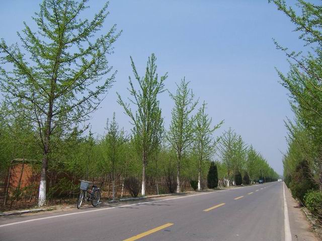 行道树