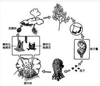 孢子是许多真菌,植物,藻类和原生动物产生的一种有繁殖或休眠作用的 a