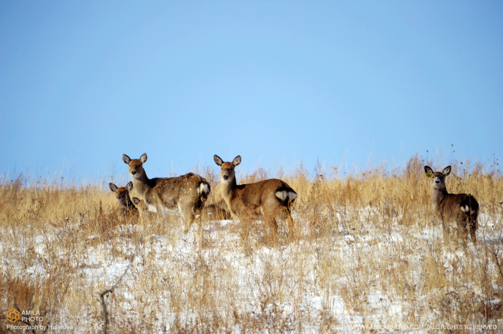 p>蒙古马鹿(学名:cervus elaphus alashanicus)是所有马鹿亚种中体型