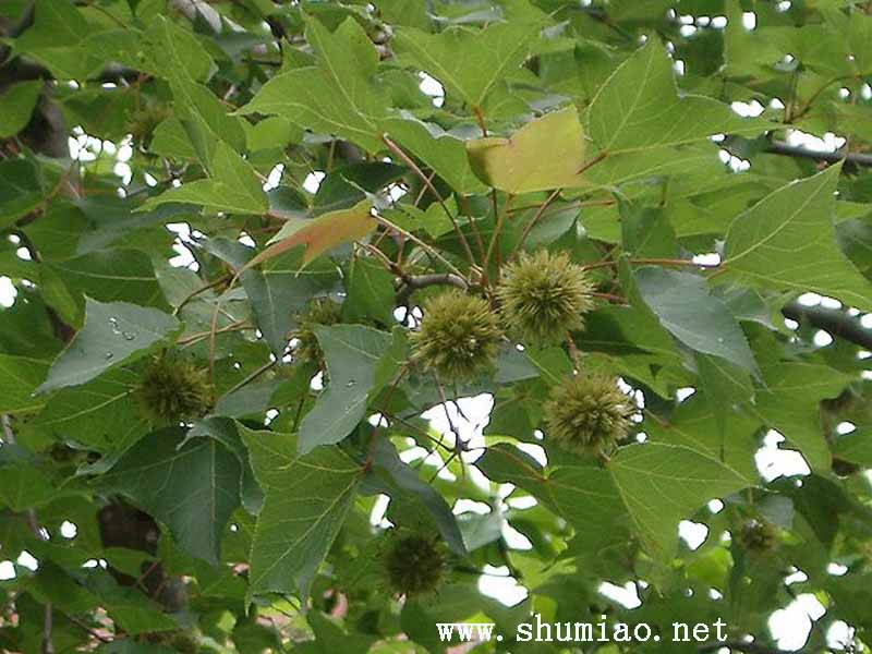 p>也称大叶榉,血榉,鸡油树等,是 a>榆科/a a>榉属/a>植物.