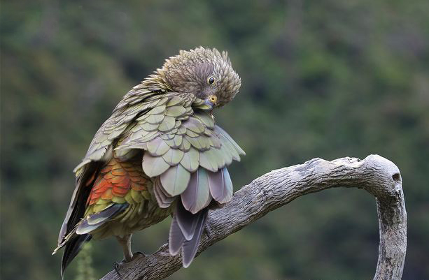 սʬ漶_ʬ(ͼƬ)_ʲôǸʬ