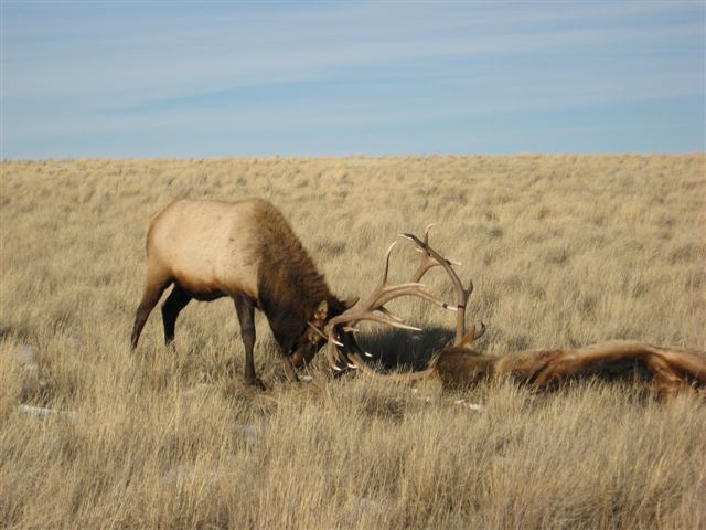 p>蒙古马鹿(学名:cervus elaphus alashanicus)是所有马鹿亚种中体型