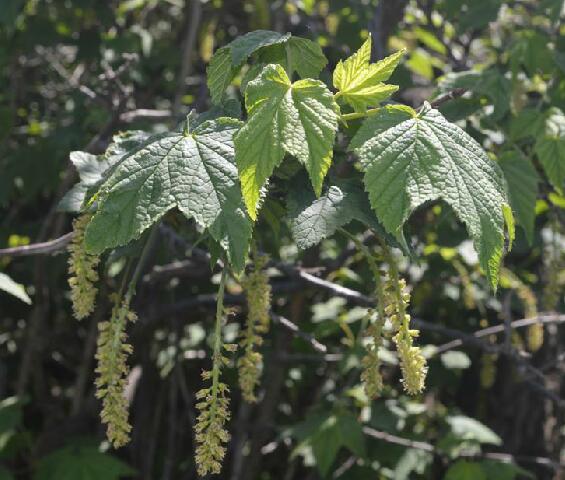 是虎耳草科茶藨子属植物,落叶灌木,高1-3米;小枝灰色或褐灰色,皮纵向