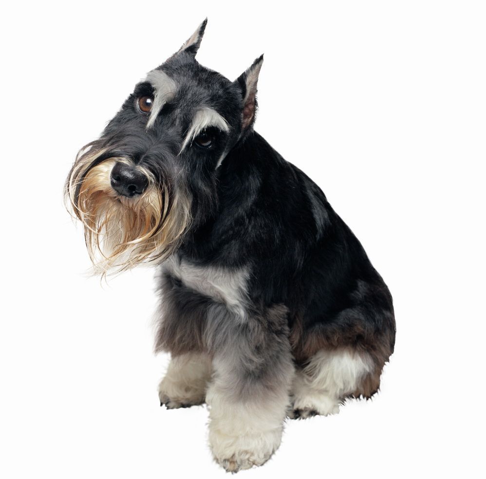 哈利犬
