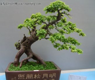 树盆景