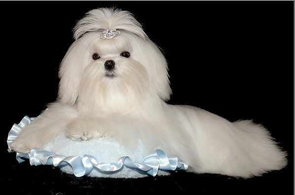 玛尔济斯犬 全网资源