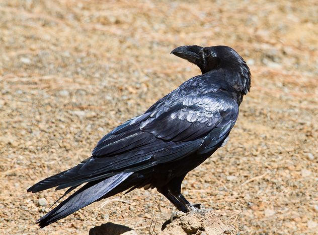 p>渡鸦(学名 i>corvus corax/i:是一种全身黑色的大型 a target=