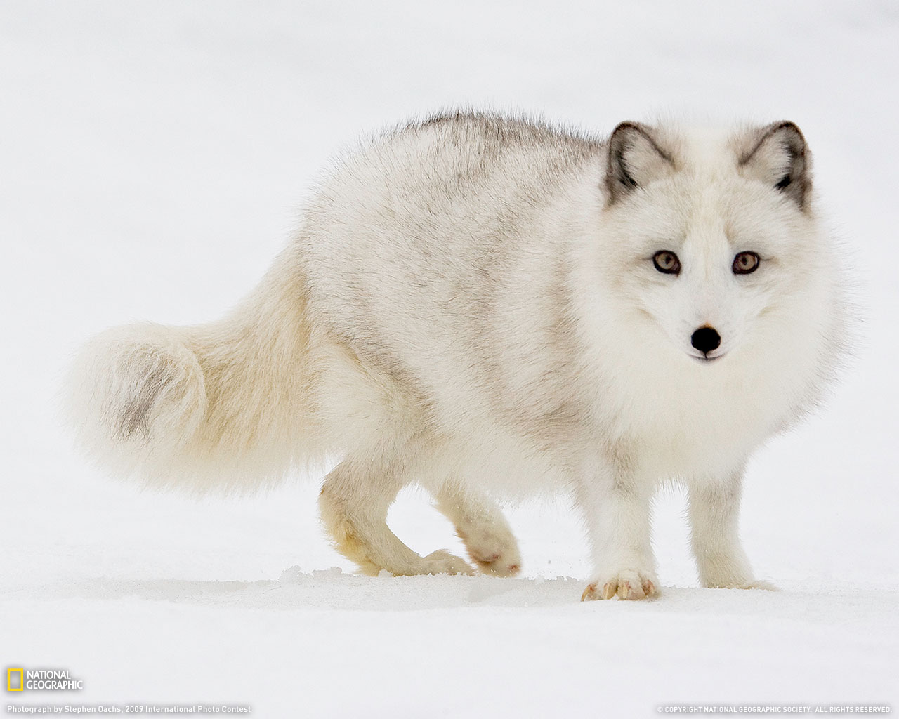 p>北极狐[英]arctic fox[拉]alopex lagopus 属犬科,北极狐属.