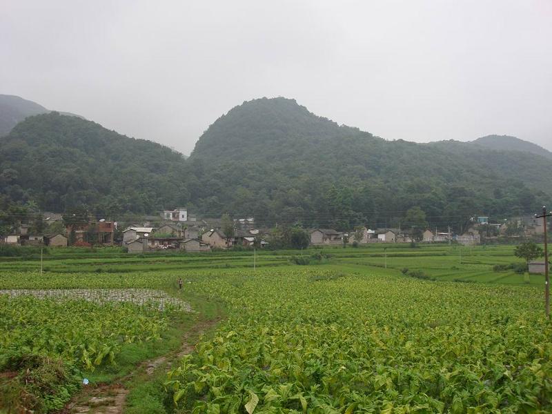 杨家寨村