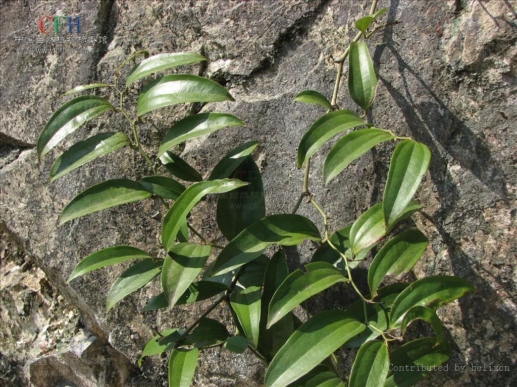 土茯芩