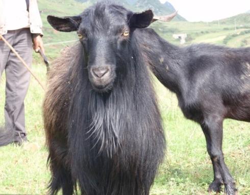 因头上无角,头型似马,俗称黑马羊