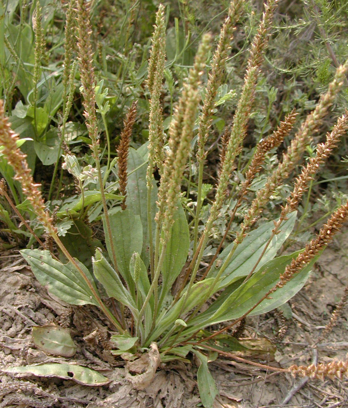  p>平车前,学名 i>plantago depressa willd. /i>,俗称车前草.