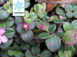p>小叶野海棠,bredia microphylla h l li.