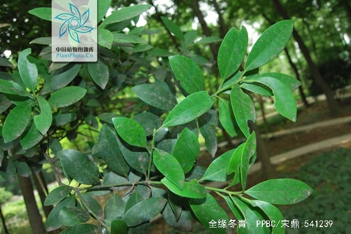 p>全缘冬青(学名 i>ilex integra/i thunb.
