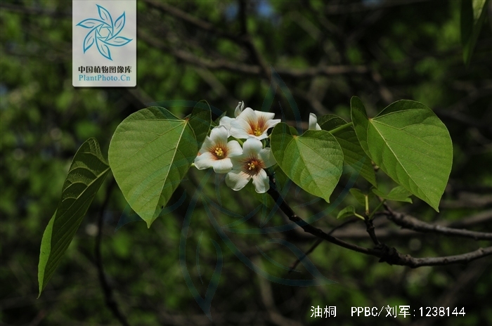 油桐的拼音 全网资源