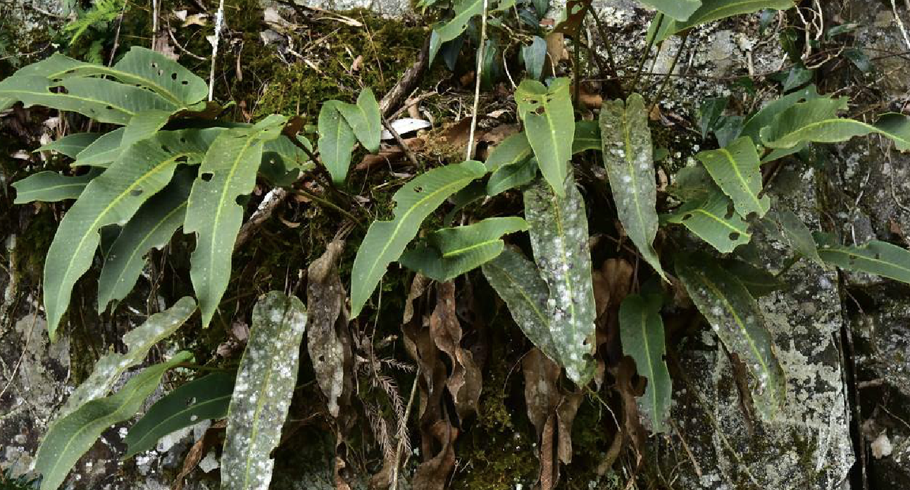 i>pyrrosia sheareri/i(baker ching)是水龙骨科石韦属植物