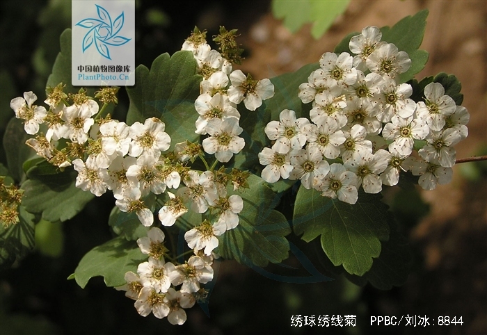 绣球绣线菊