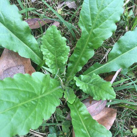 用来充饥的 a href="#" data-lemmaid="6278976">野生植物 /a>的统称