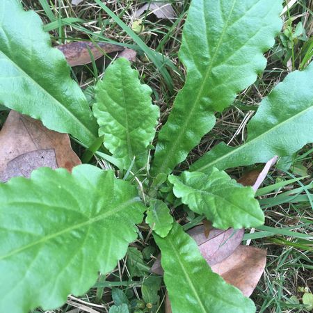 仙岛湖天然野菜