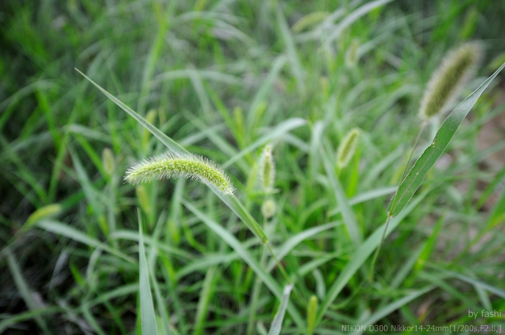 马尾巴草