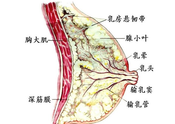 在每一次月经周期里面,雌激素及黄体素周期性致使乳腺组织增生("涨潮"