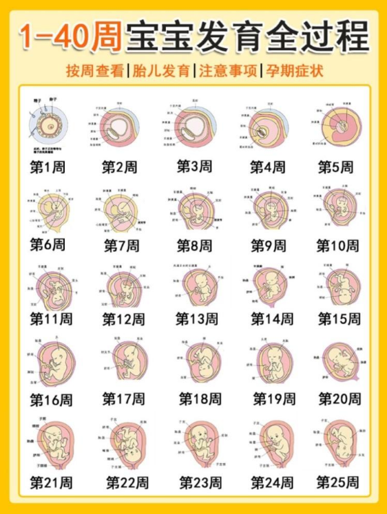 胎儿发育