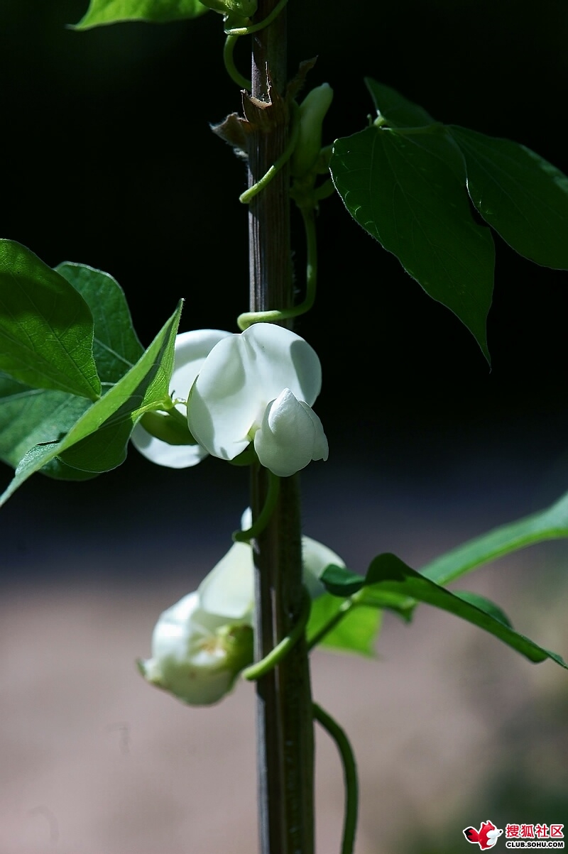 白扁豆花