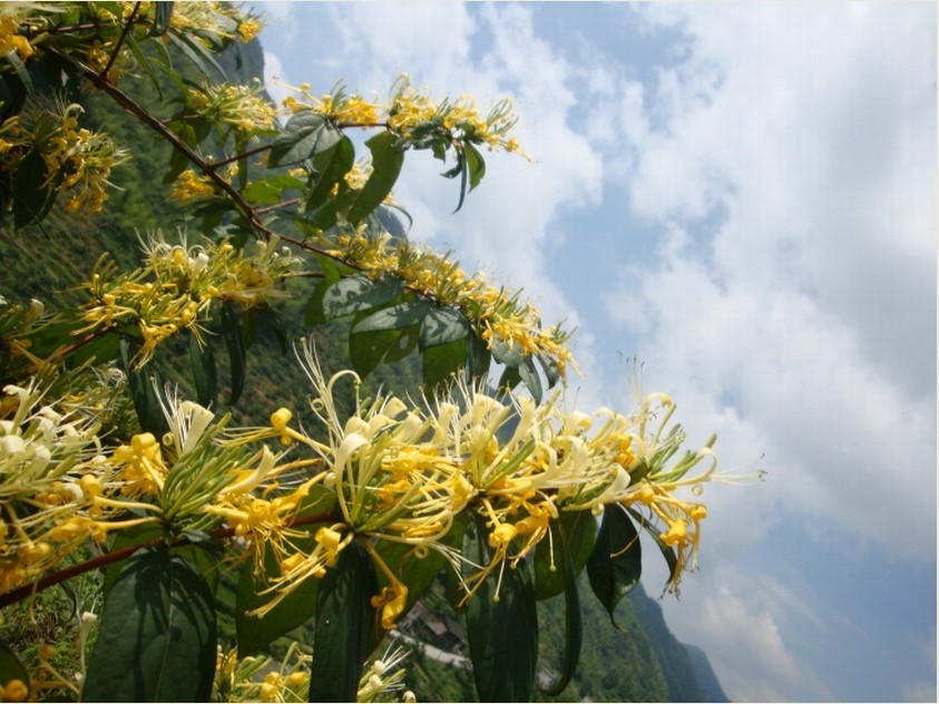 小金银花