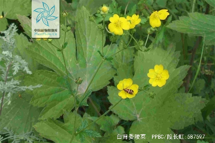 白背委陵菜