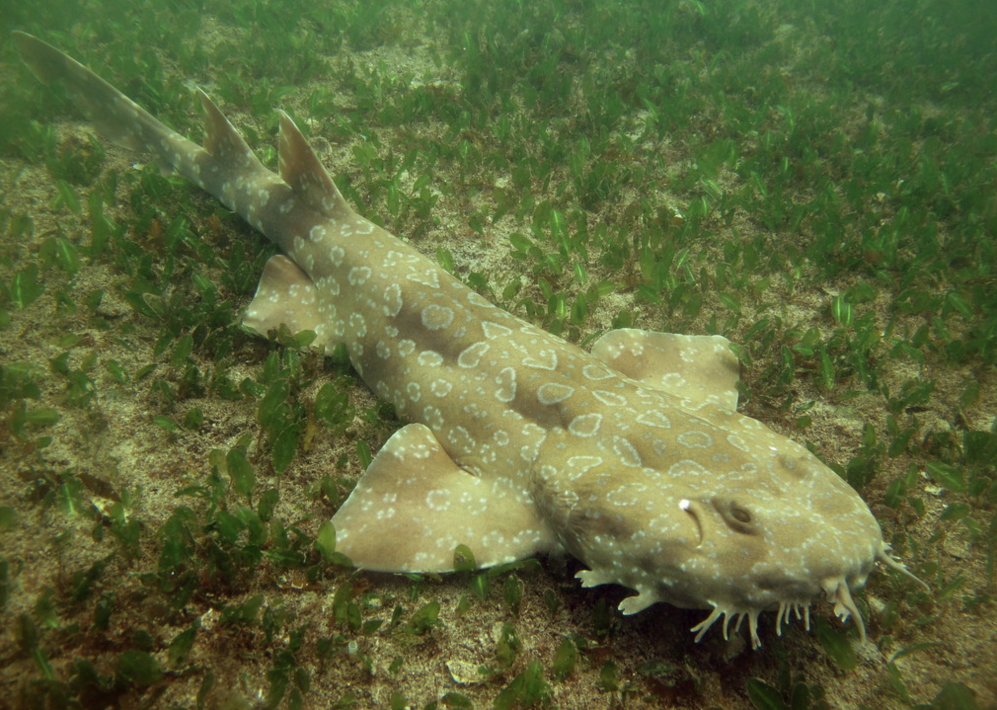 p>斑纹须鲨(学名 i>orectolobus maculatus/i)是须鲨科,须鲨属鲨鱼