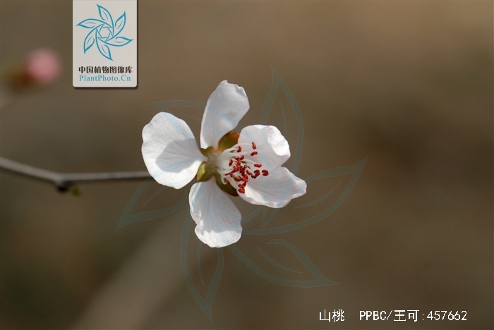 花桃