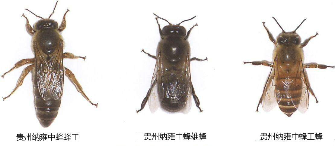 中华蜜蜂/a>的一个类型,中蜂蜂王体色多呈棕红色或黑褐色;雄蜂呈黑色