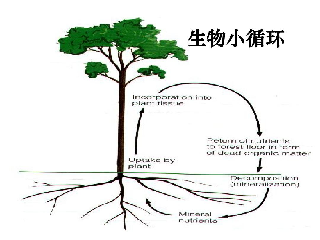  p>生物小循环,是指植物营养元素在生物体和土壤之间的迁移转化过程.