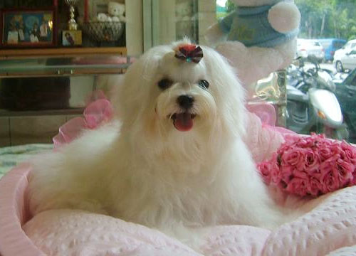 玛尔济斯犬 全网资源