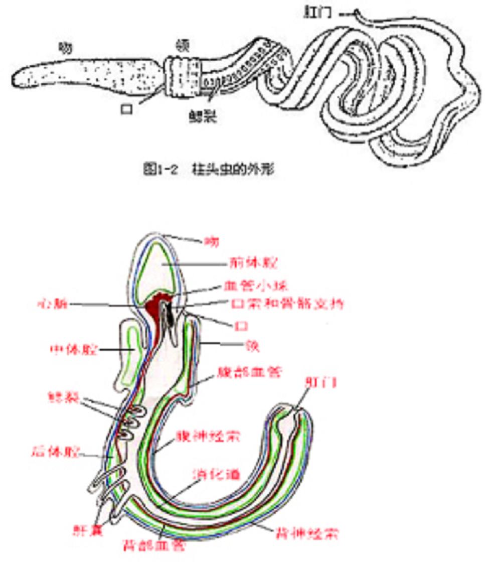 头索动物 全网资源
