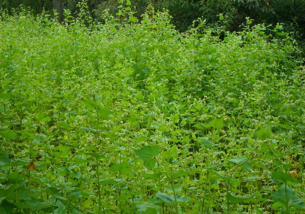 data-lemmaid"1265920>鞑靼/a>荞麦(鞑靼,读音dádá,是对中国古代
